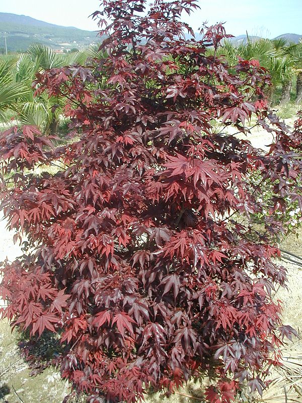Asiatische Vollbusige Rote Doppelter